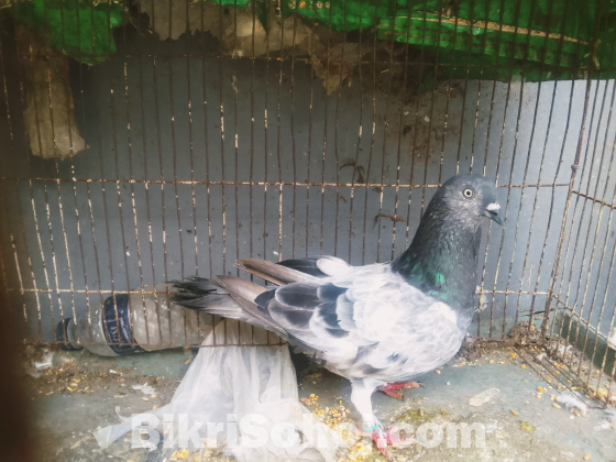 গিরিবাজ কবুতর